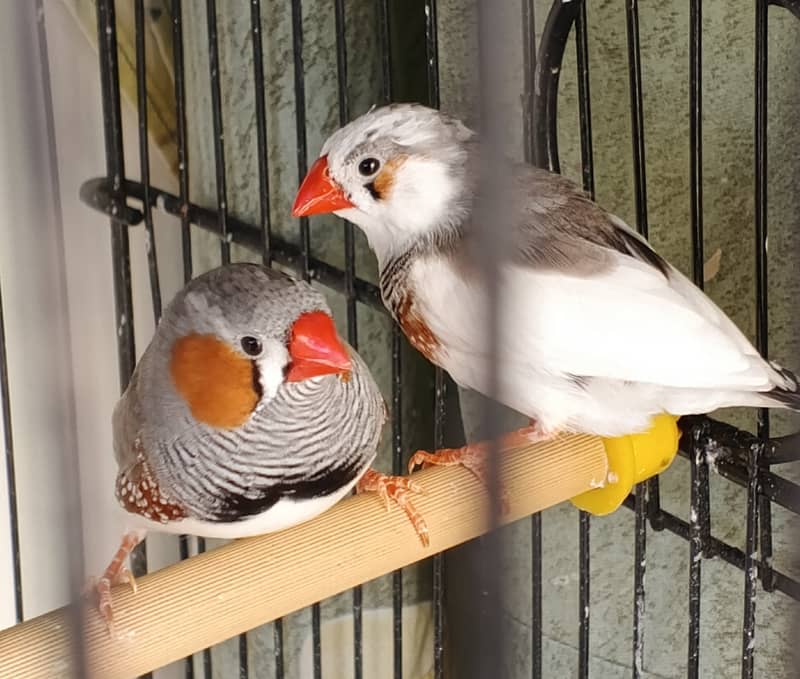 Pied Zebra Finch and Common Zebra Finch Pair 1