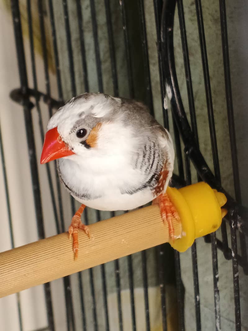 Pied Zebra Finch and Common Zebra Finch Pair 2