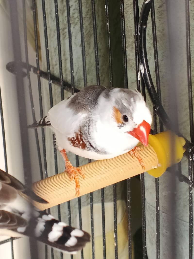 Pied Zebra Finch and Common Zebra Finch Pair 3