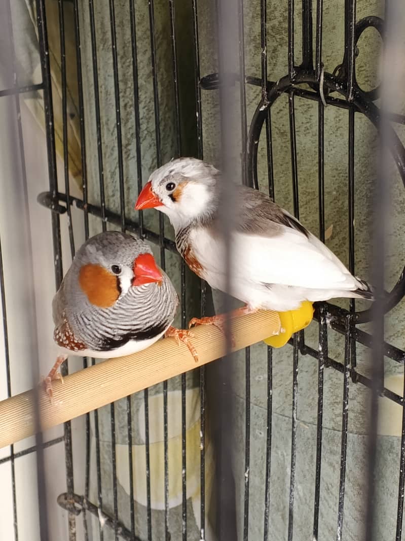 Pied Zebra Finch and Common Zebra Finch Pair 4