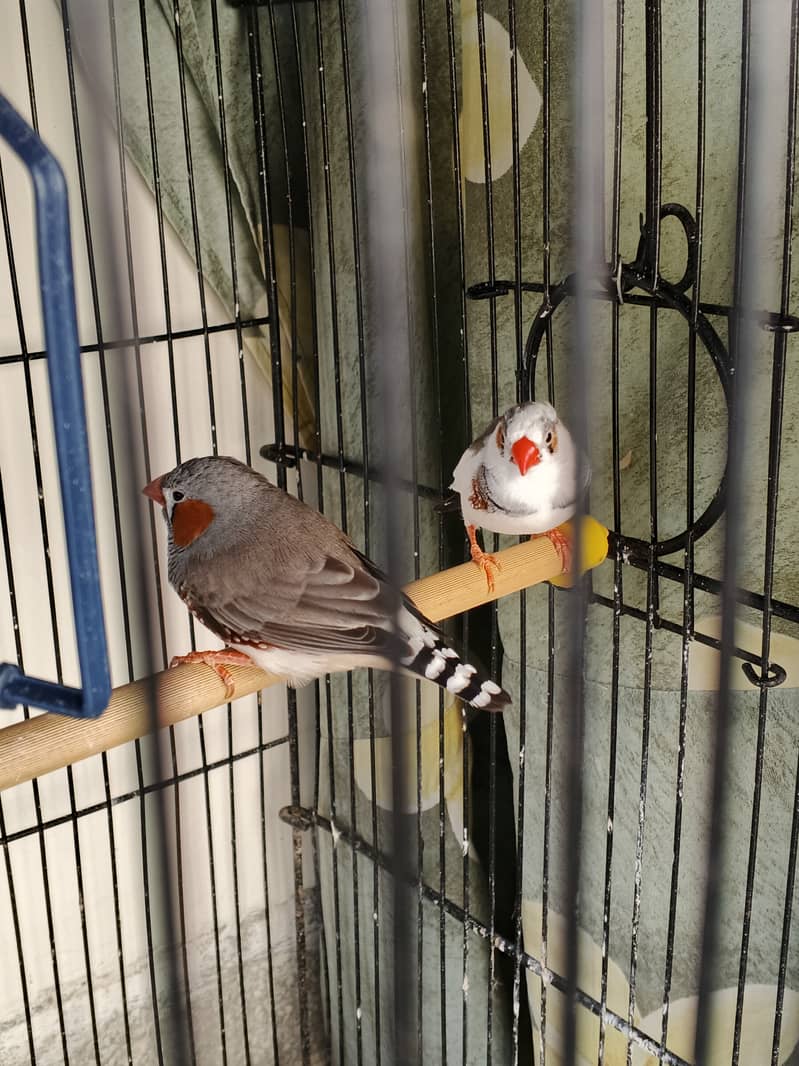 Pied Zebra Finch and Common Zebra Finch Pair 5