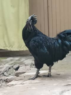 Ayam cemani _ Male breeder ring bird