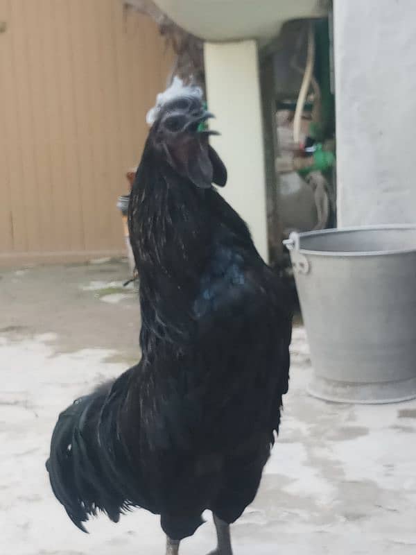 Ayam cemani _ Male breeder ring bird 1