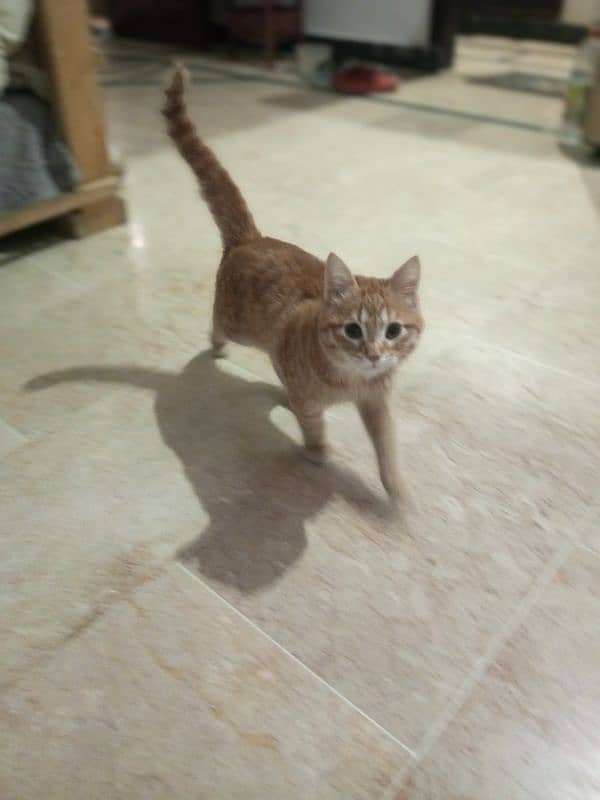 male mixed Persian cat 7 months old 1