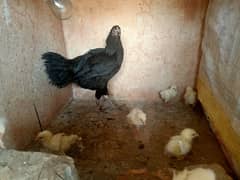 Pure Desi/ Aseel Mix Hen for sale.