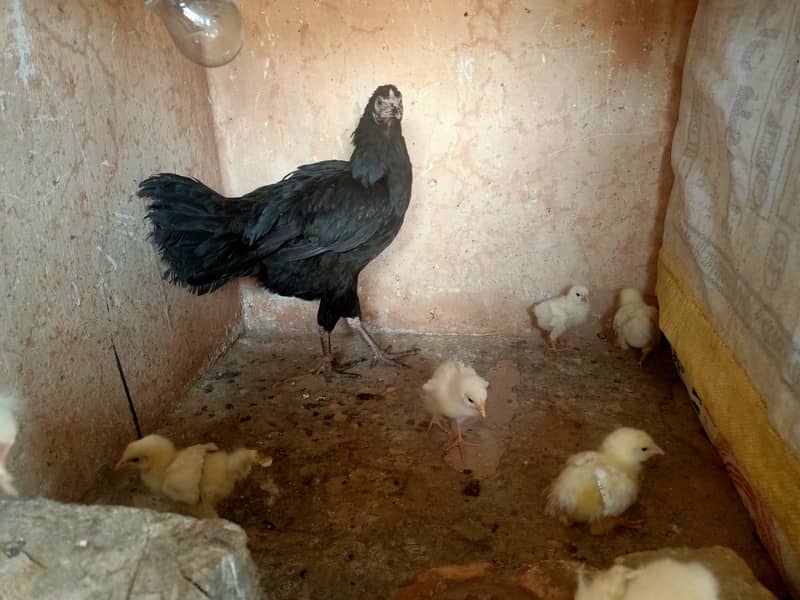 Pure Desi/ Aseel Mix Hen for sale. 0