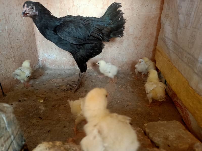 Pure Desi/ Aseel Mix Hen for sale. 1