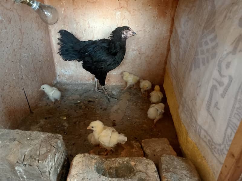 Pure Desi/ Aseel Mix Hen for sale. 2