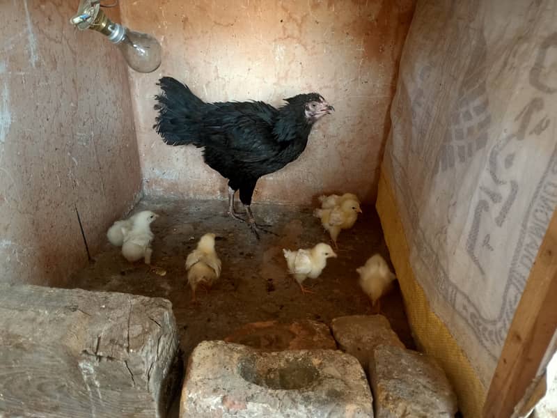 Pure Desi/ Aseel Mix Hen for sale. 3