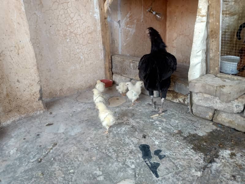 Pure Desi/ Aseel Mix Hen for sale. 4