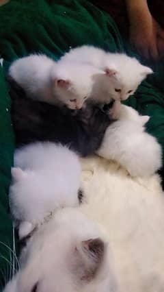 Persian kittens