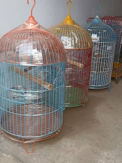 Cage Parrots