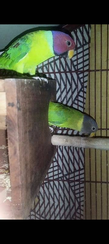 Plum Head parrot 0