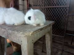 Holland loop rabbit bunny