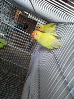 lovebird setup for sell 03160588767