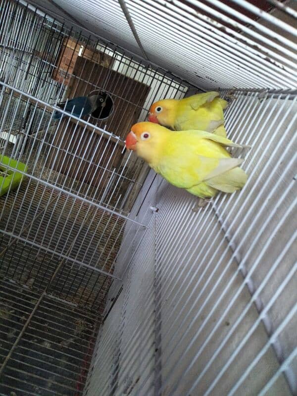 lovebird setup for sell 03160588767 0