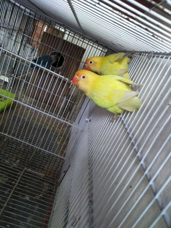 lovebird setup for sell 03160588767 1