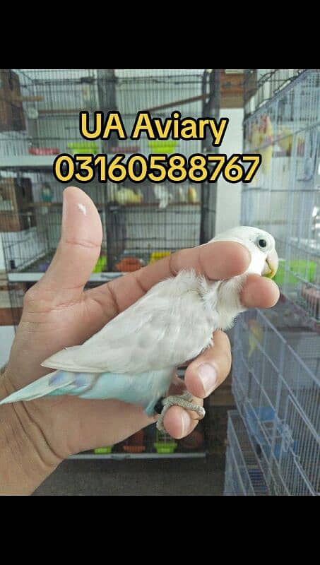 lovebird setup for sell 03160588767 8