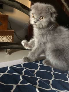 Persian and Scottish fold kitten