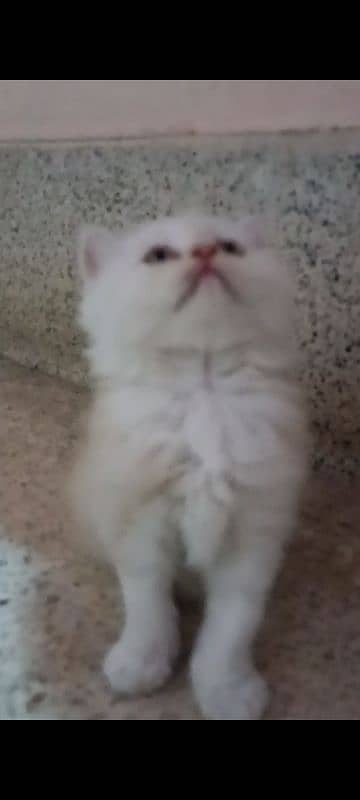 pair of pure persian kittens for sale. read description carefully 0