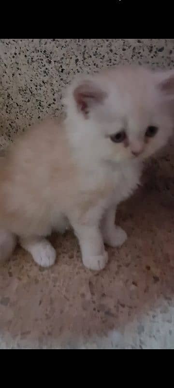 pair of pure persian kittens for sale. read description carefully 1