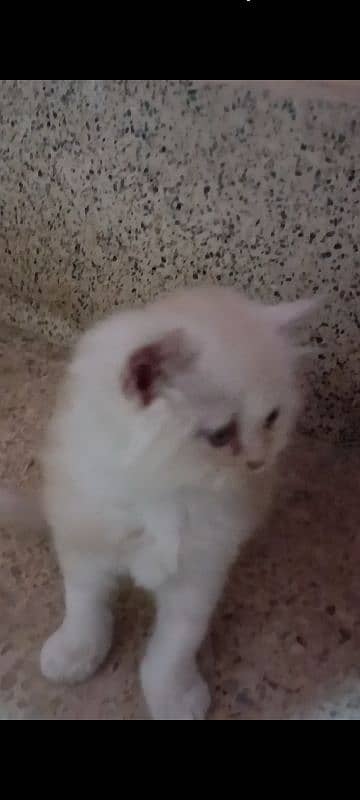 pair of pure persian kittens for sale. read description carefully 2