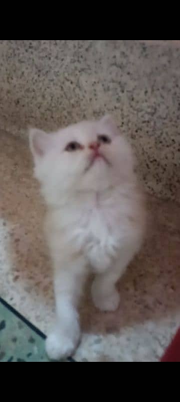 pair of pure persian kittens for sale. read description carefully 3