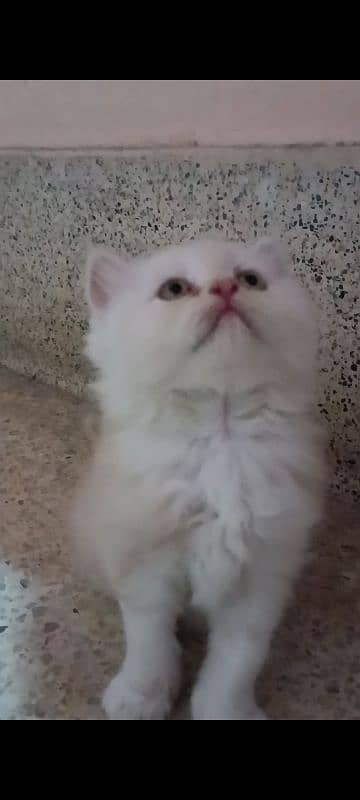 pair of pure persian kittens for sale. read description carefully 4