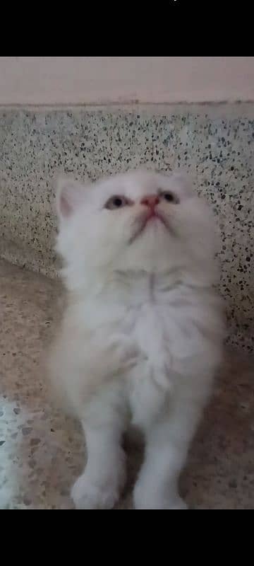 pair of pure persian kittens for sale. read description carefully 5