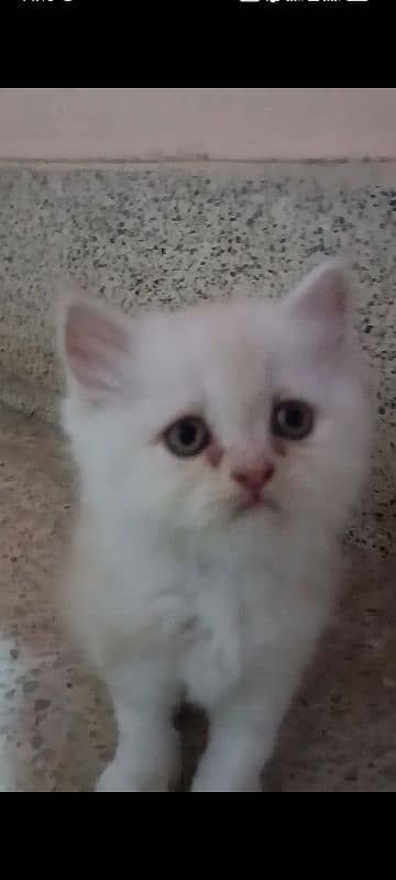 pair of pure persian kittens for sale. read description carefully 6