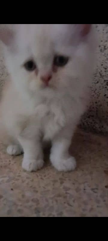 pair of pure persian kittens for sale. read description carefully 7