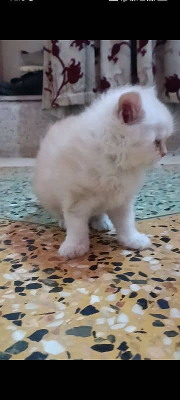 pair of pure persian kittens for sale. read description carefully 8