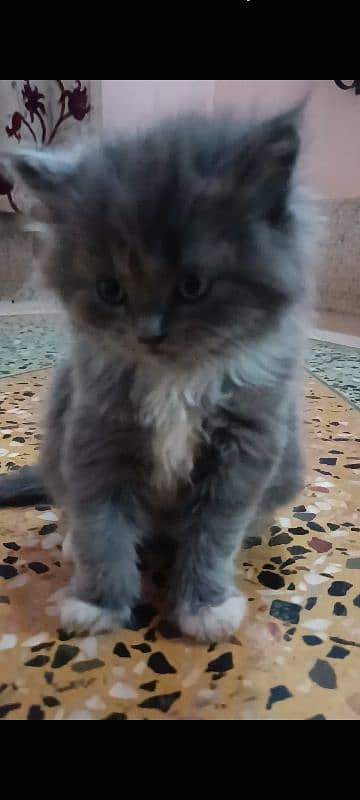 pair of pure persian kittens for sale. read description carefully 10