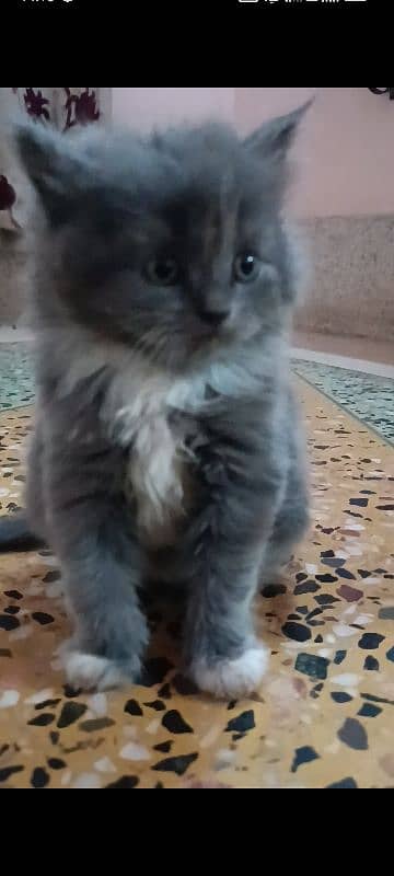 pair of pure persian kittens for sale. read description carefully 11