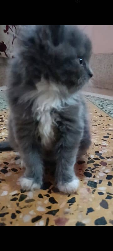 pair of pure persian kittens for sale. read description carefully 12