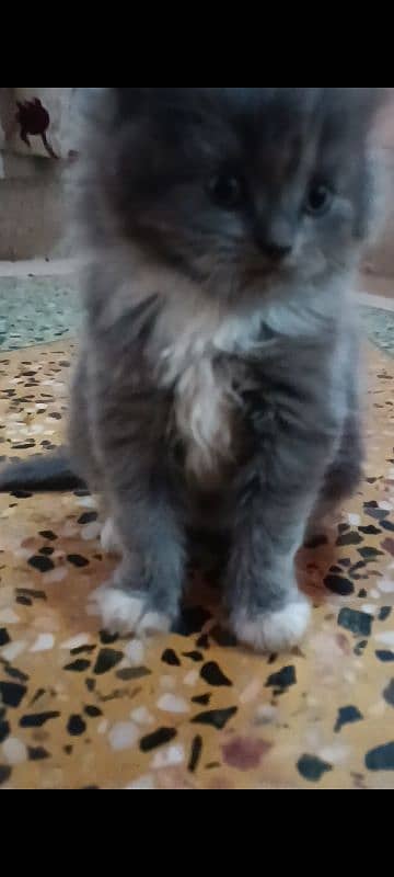 pair of pure persian kittens for sale. read description carefully 13