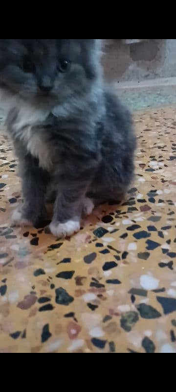 pair of pure persian kittens for sale. read description carefully 14