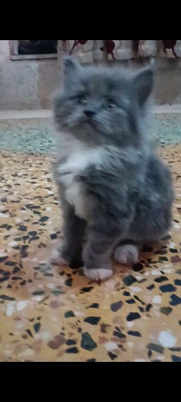 pair of pure persian kittens for sale. read description carefully 15