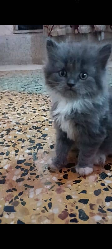 pair of pure persian kittens for sale. read description carefully 16