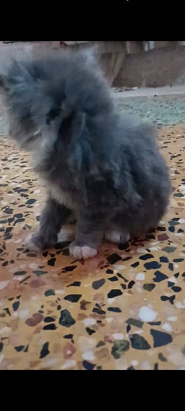 pair of pure persian kittens for sale. read description carefully 17