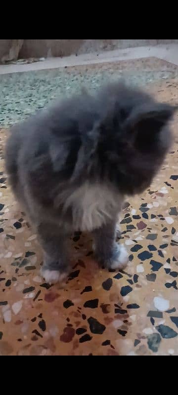 pair of pure persian kittens for sale. read description carefully 19