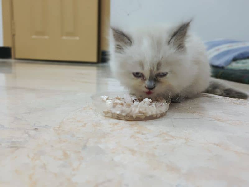 Ragdoll kitten with bed, litter box and 1 month of litter supply 3