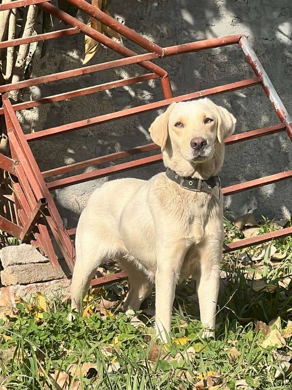 labra female 2