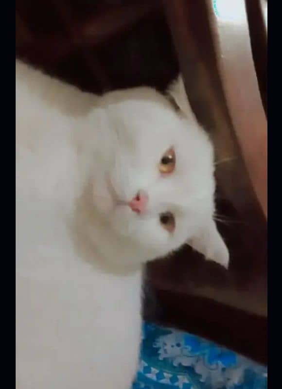 British white Fluffy Cat 0