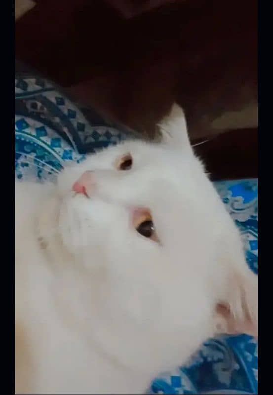 British white Fluffy Cat 2