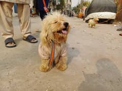 Poodle or Maltees family dog available at Lahore 03254725188