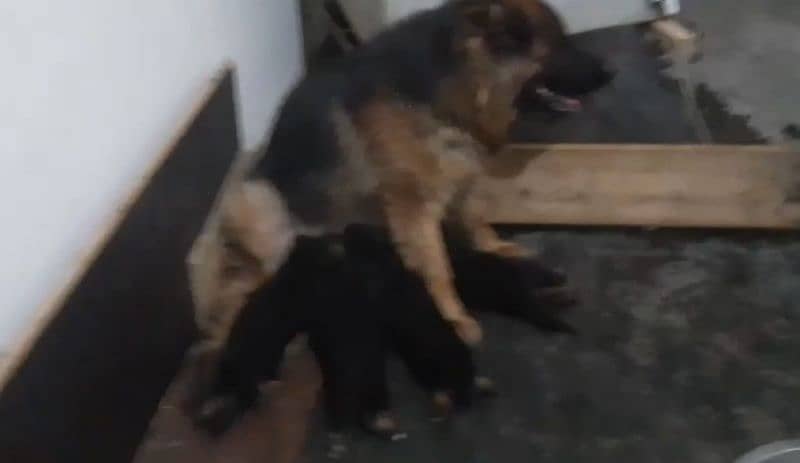 German shepherd Male Female and pedigree available 3