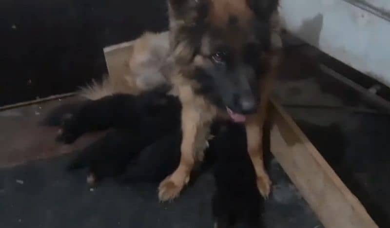 German shepherd Male Female and pedigree available 4