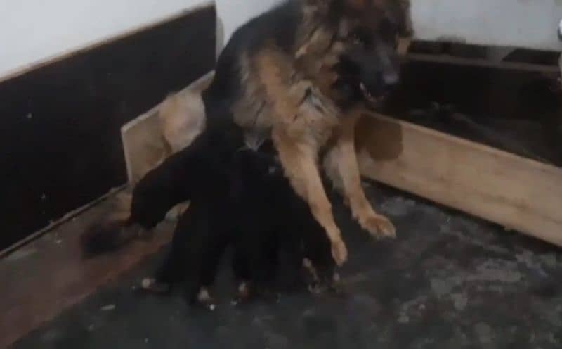 German shepherd Male Female and pedigree available 5