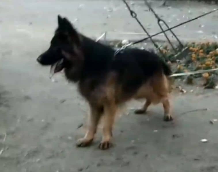 German shepherd Male Female and pedigree available 6